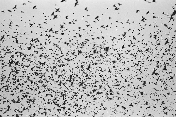 600x401xswarm02-31922478.jpeg.pagespeed.ic.hzJZzREh9d