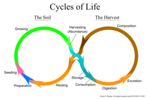 400px-Cycles_of_Life