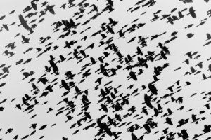 felzmann-swarm rilke