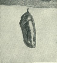chrysalis