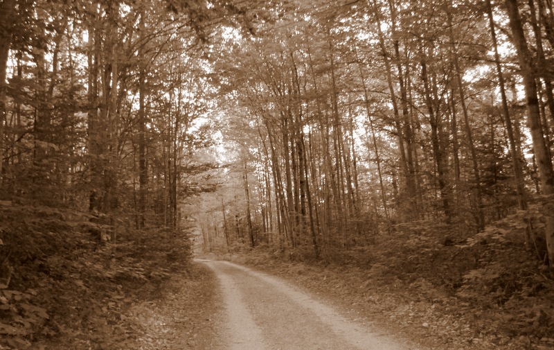 wordless wednesday-woods-trees-long-winding-road-dirt-road