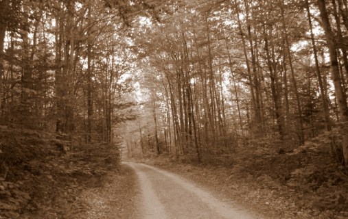 wordless wednesday-woods-trees-long-winding-road-dirt-road