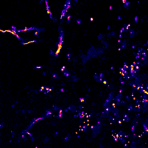 neuron gif