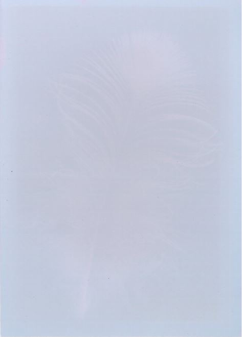 Lee_Light Feather 2018