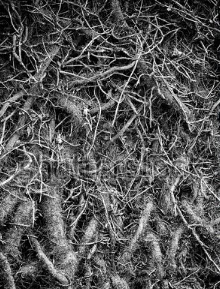 Thicket